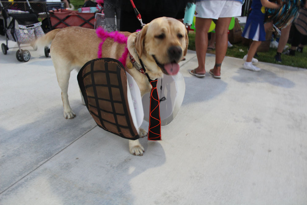 Pet Masquerade 2018 photo - Duval Street, Key West